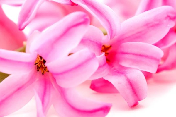 Flores de jacintos . — Fotografia de Stock