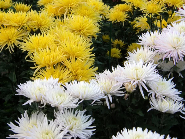 Chrysanthemen-Blüten — Stockfoto