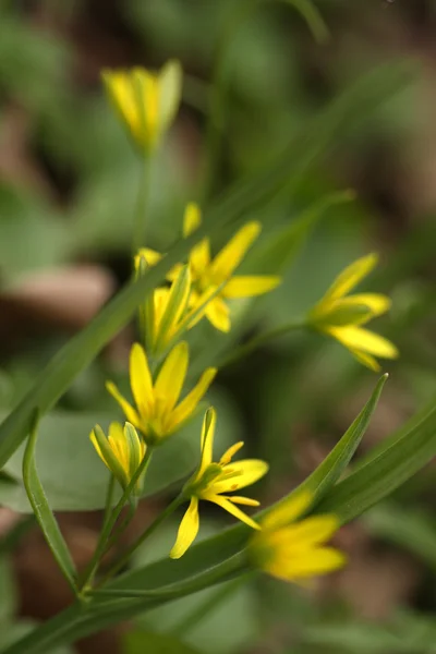 Flores de campo de primavera — Fotografia de Stock