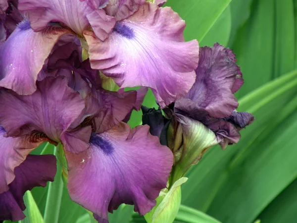 Квітка райдужки — стокове фото