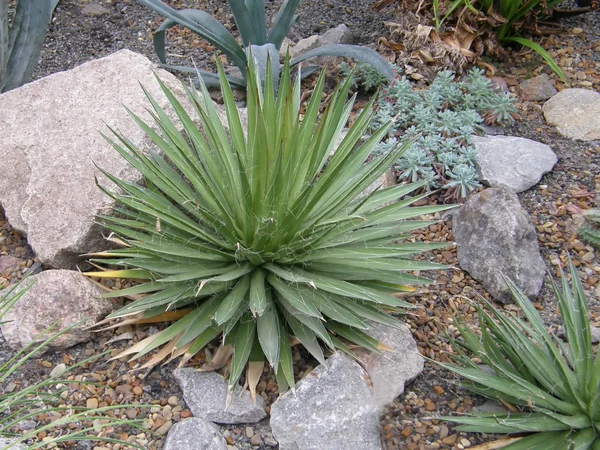 Cactus sur sol caillouteux — Photo