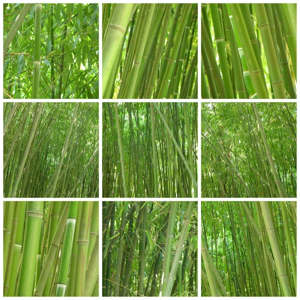 stock image Collage of a bamboo from nine photos