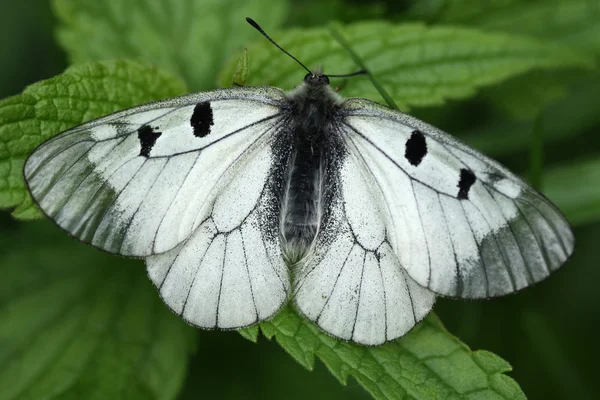 Schmetterling auf einem Gras. schwarzer apollo (mnemosyne)) — Stockfoto