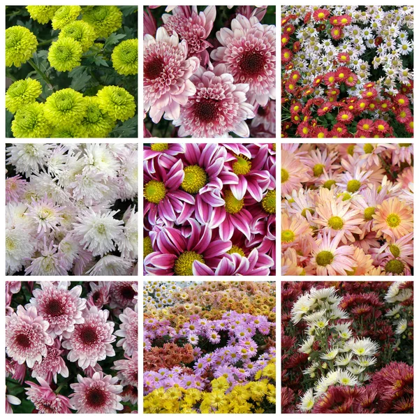 stock image Collage of chrysanthemums from nine photos