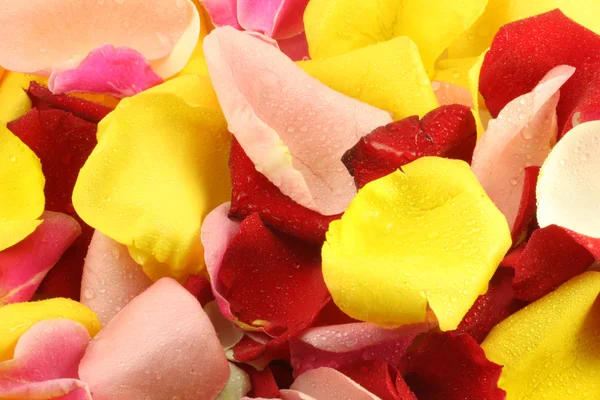 Bloemblaadjes van een roos. — Stockfoto