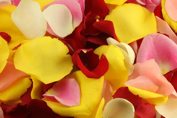 Stock image Petals of a rose.