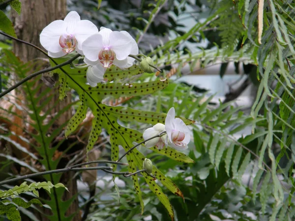 Kwiat storczyka — Zdjęcie stockowe