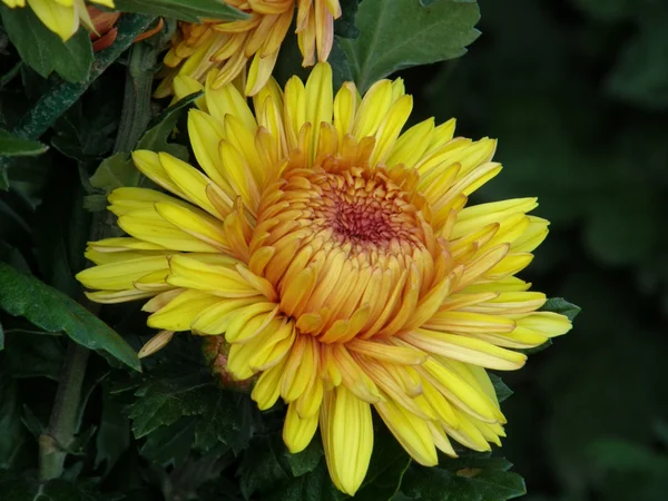 Kwiat Chryzantemy — Zdjęcie stockowe