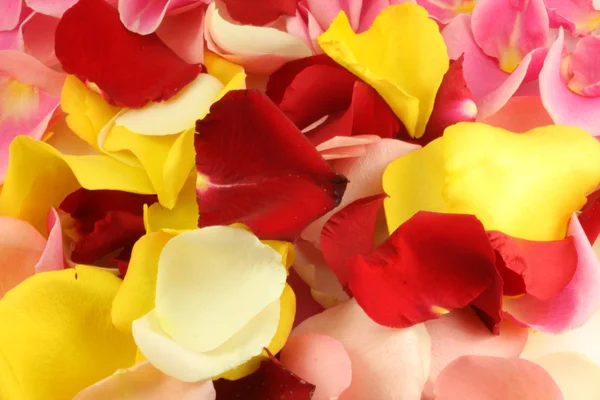 Petals of a rose. — Stock Photo, Image