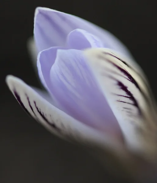 Blume eines wilden Krokus — Stockfoto