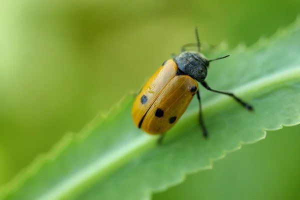 stock image Bug on green to a leaf