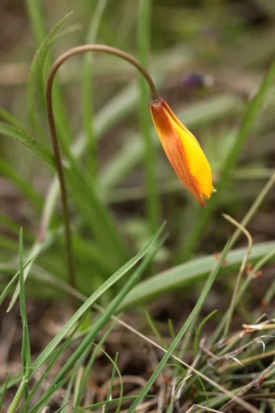 Wild spring tulips — Stock Photo, Image