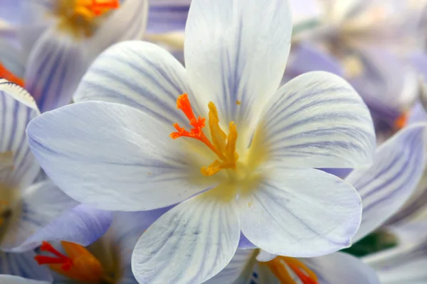 Snowdrops flowers. — Stock Photo, Image
