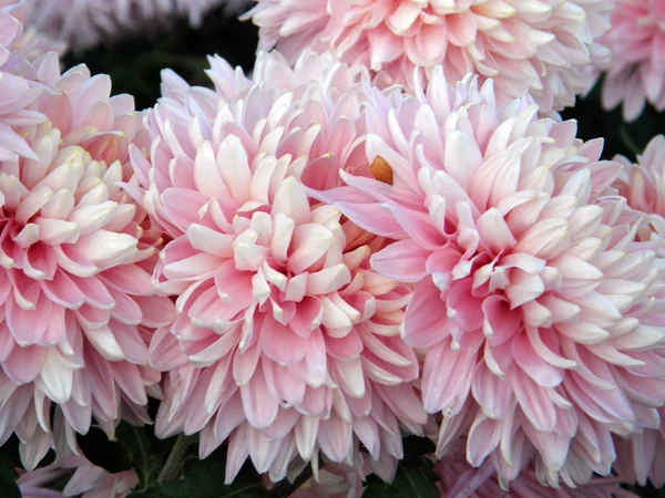 Flores de crisantemos — Foto de Stock