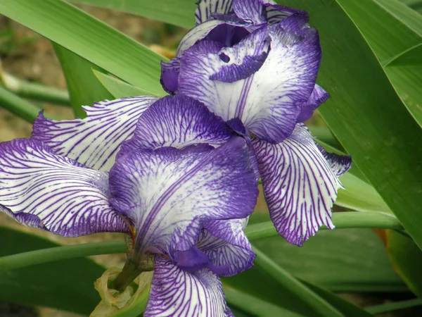 Bloem van een iris — Stockfoto