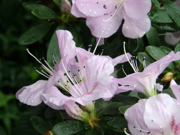 La flor de la azalea. Ródodendro — Foto de Stock