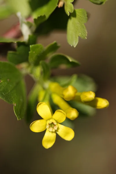 Blüten einer Johannisbeere — Stockfoto
