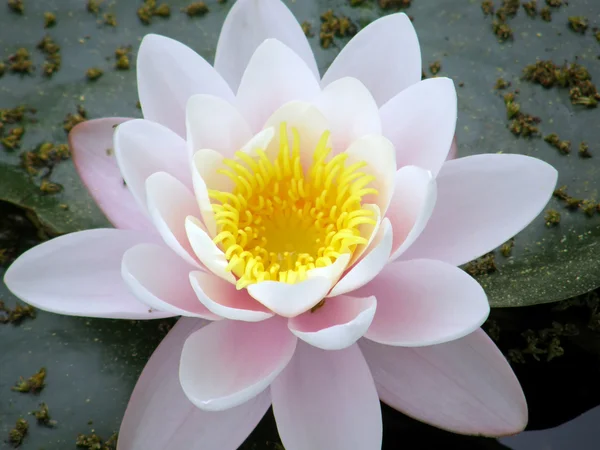 stock image Water lily