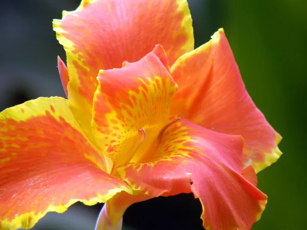 Tropische Blumen. — Stockfoto