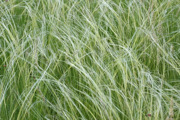 Steppe feather grass — Stock Photo, Image