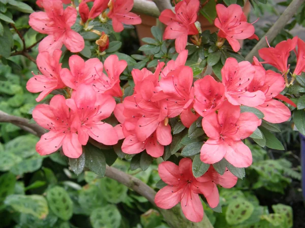 Kwiat azalii. Różanecznik — Zdjęcie stockowe