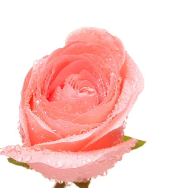 Rose. — Stock Photo, Image