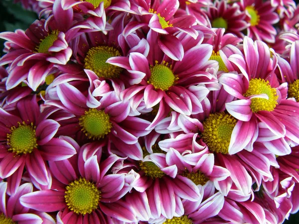 Flores de crisantemos — Foto de Stock