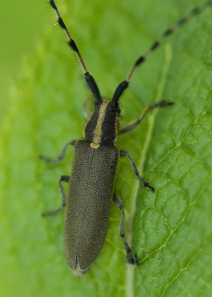 Bug em verde a uma folha — Fotografia de Stock