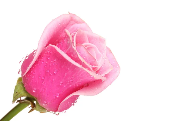 Růže. — Stock fotografie