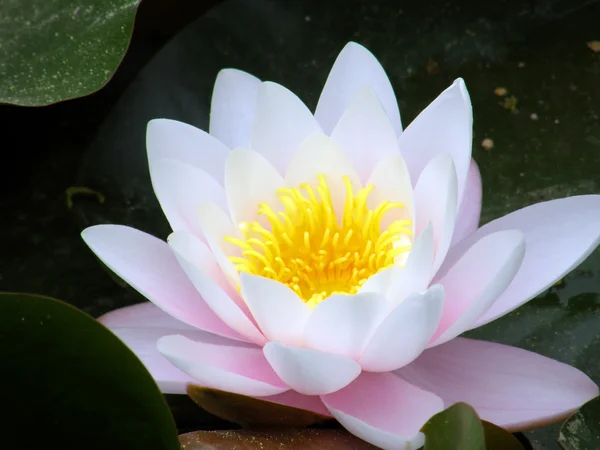 stock image Water lily