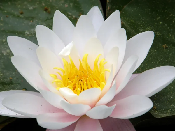 stock image Water lily