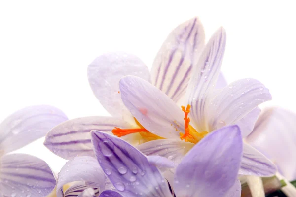 stock image Snowdrops flowers.