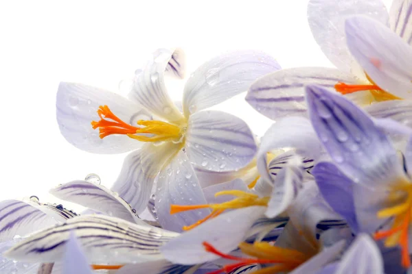 Stock image Snowdrops flowers.