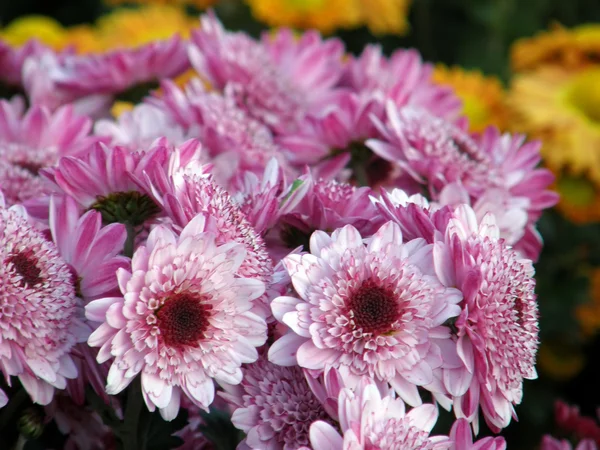 Blommor av krysantemum — Stockfoto