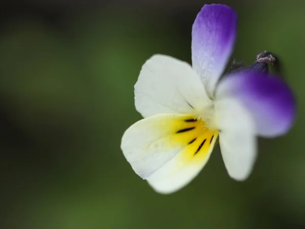 字段的春天的花朵 — 图库照片