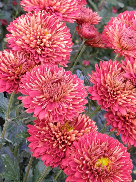 stock image Flower of a chrysanthemum