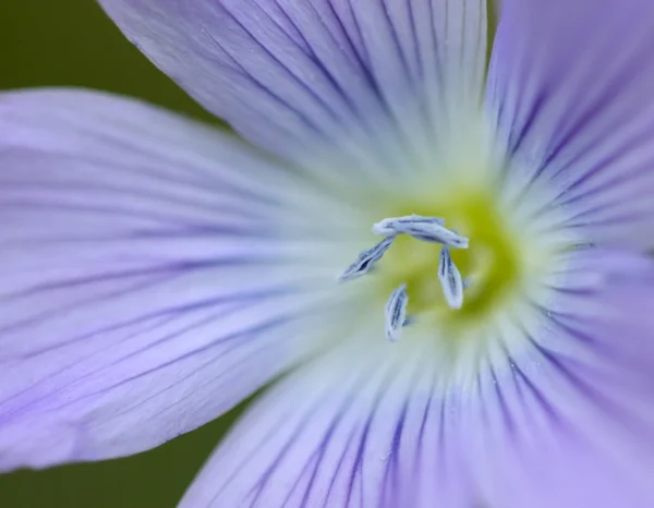 Kevätpellon kukat — kuvapankkivalokuva