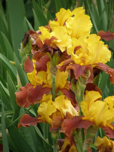 Blume einer Iris — Stockfoto