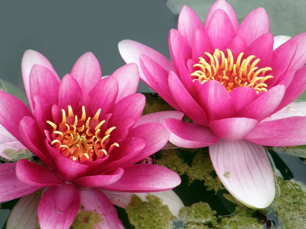 stock image Water lily