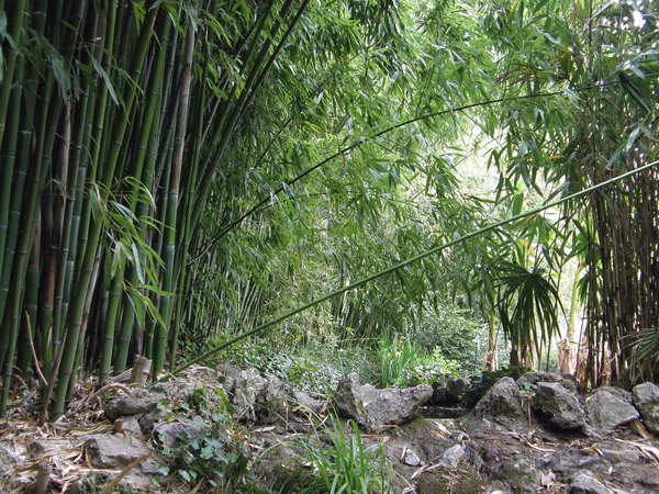 Boschetto di bambù . — Foto Stock