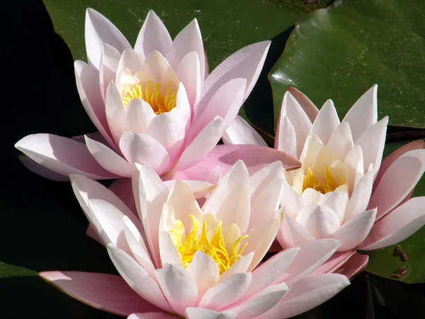 stock image Water lily