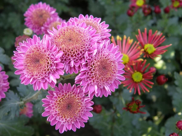 Blomma av en krysantemum — Stockfoto