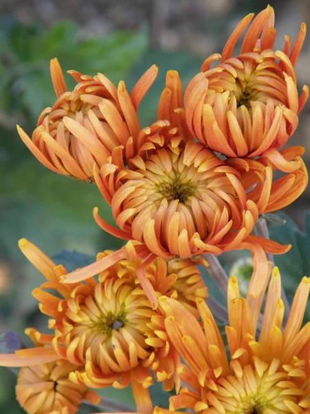 Fleur d'un chrysanthème — Photo