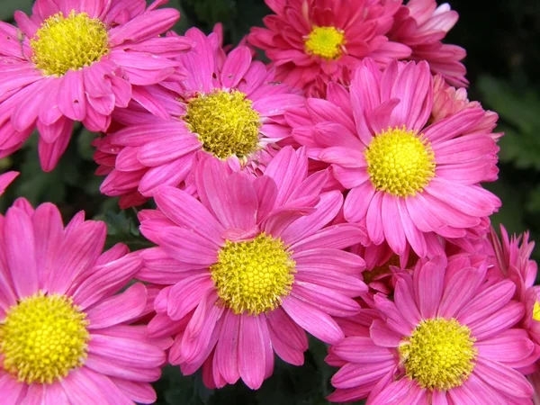 Chrysanthemen-Blüten — Stockfoto