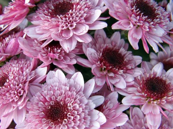 Fleurs de chrysanthèmes — Photo