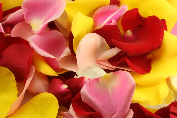 Stock image Petals of a rose.