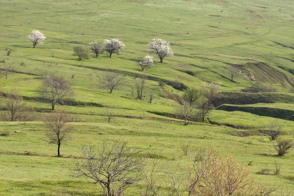 stock image Steppe landscape. Hilly plain