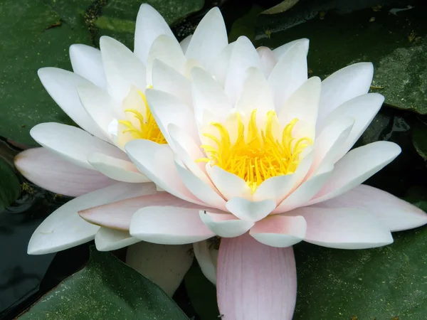 Water lily Royalty Free Stock Photos