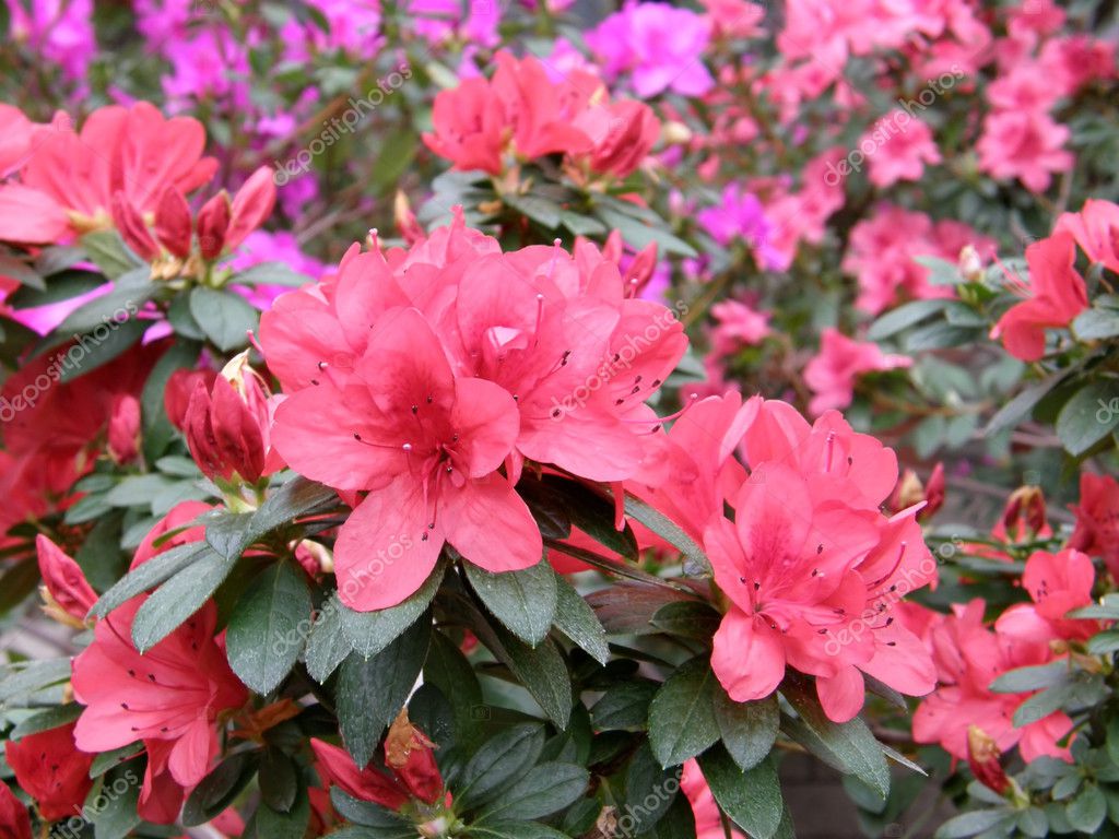 La flor de la azalea. Ródodendro: fotografía de stock © Tatiana53 #7821445  | Depositphotos
