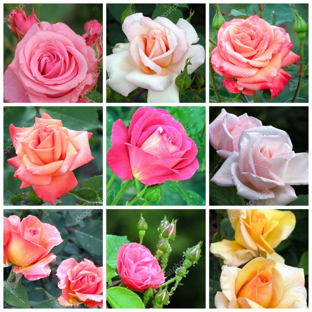 Collage of roses from nine photos — Stock Photo © Tatiana53 #7828688